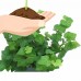 Ivy (Hedera helix) Easy to Grow Live House Plant from Delray Plants, 4-inch Grower Pot   553130535